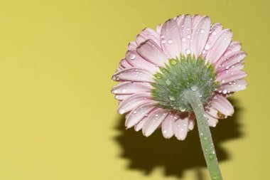 İnanılmaz Gerbera çiçeği, kapat manzarayı
