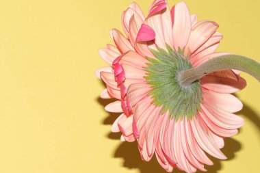 İnanılmaz Gerbera çiçeği, kapat manzarayı