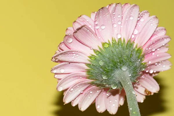 İnanılmaz Gerbera çiçeği, kapat manzarayı