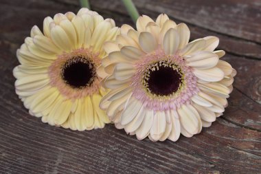 Güzel Gerbera çiçekleri, yakın görüş