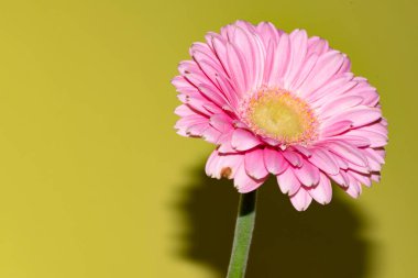 İnanılmaz Gerbera çiçeği, kapat manzarayı