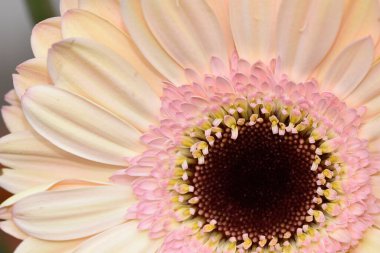 İnanılmaz Gerbera çiçeği, kapat manzarayı