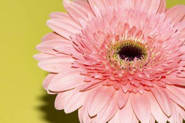 İnanılmaz Gerbera çiçeği, kapat manzarayı