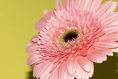 İnanılmaz Gerbera çiçeği, kapat manzarayı