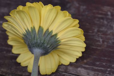 İnanılmaz Gerbera çiçeği, kapat manzarayı