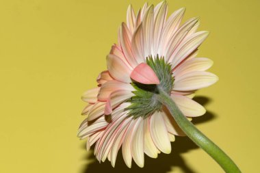 İnanılmaz Gerbera çiçeği, kapat manzarayı