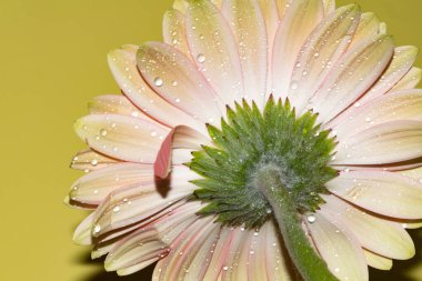 İnanılmaz Gerbera çiçeği, kapat manzarayı