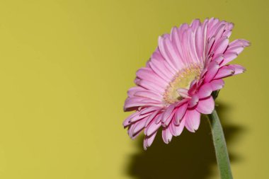 İnanılmaz Gerbera çiçeği, kapat manzarayı