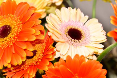 Güzel Gerbera çiçekleri, yakın görüş