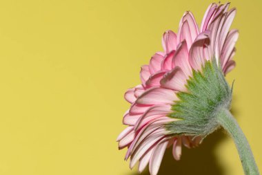 İnanılmaz Gerbera çiçeği, kapat manzarayı