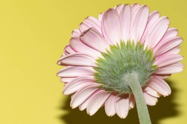 İnanılmaz Gerbera çiçeği, kapat manzarayı