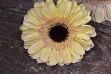 Güzel Gerbera çiçekleri, yakın görüş