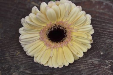 Tahta yüzeyde güzel Gerbera çiçeği