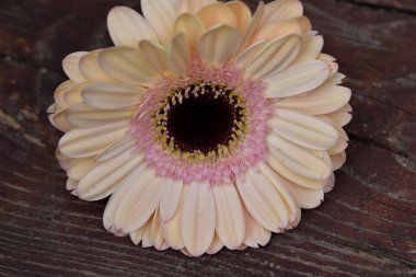 İnanılmaz Gerbera çiçeği, kapat manzarayı