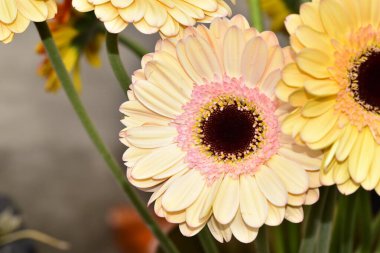 Güzel Gerbera çiçekleri, yakın görüş