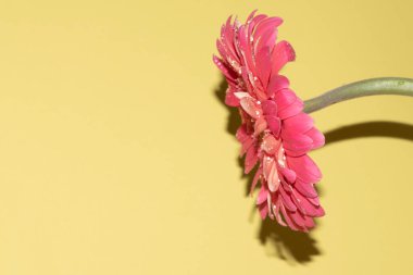 İnanılmaz Gerbera çiçeği, kapat manzarayı