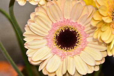 Güzel Gerbera çiçekleri, yakın görüş