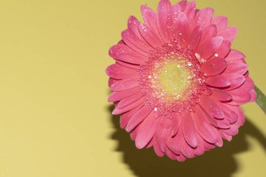 İnanılmaz Gerbera çiçeği, kapat manzarayı