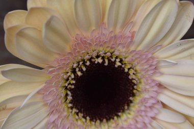 İnanılmaz Gerbera çiçeği, kapat manzarayı