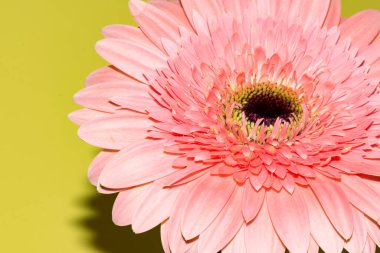 İnanılmaz Gerbera çiçeği, kapat manzarayı