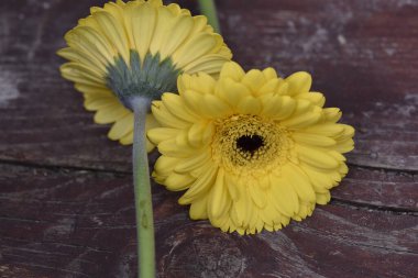 Güzel Gerbera çiçekleri, yakın görüş