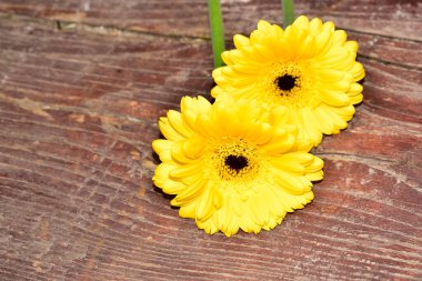 Güzel Gerbera çiçekleri, yakın görüş