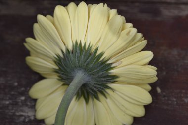 İnanılmaz Gerbera çiçeği, kapat manzarayı