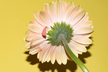 İnanılmaz Gerbera çiçeği, kapat manzarayı