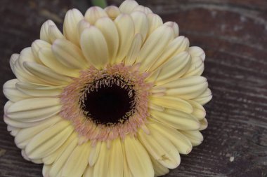 İnanılmaz Gerbera çiçeği, kapat manzarayı