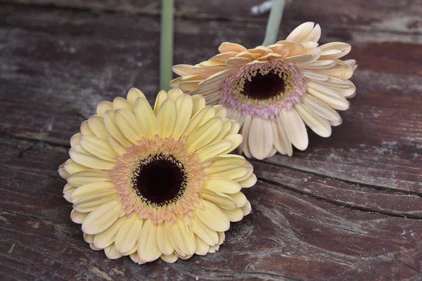 Güzel Gerbera çiçekleri, yakın görüş