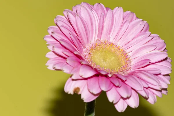Изумительный Цветок Герберы Крупный План — стоковое фото