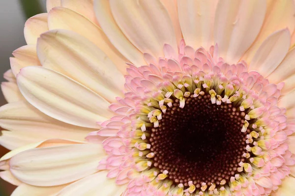 İnanılmaz Gerbera çiçeği, kapat manzarayı