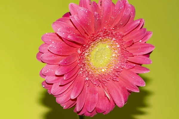 İnanılmaz Gerbera çiçeği, kapat manzarayı