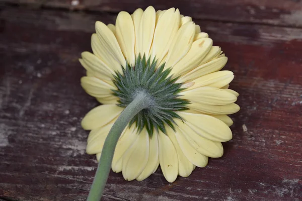 İnanılmaz Gerbera çiçeği, kapat manzarayı