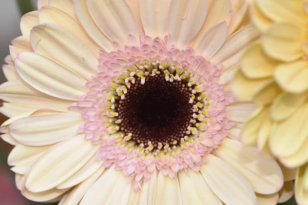 İnanılmaz Gerbera çiçeği, kapat manzarayı