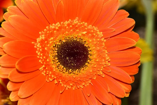 Úžasný Gerbera Květina Zblízka Pohled — Stock fotografie