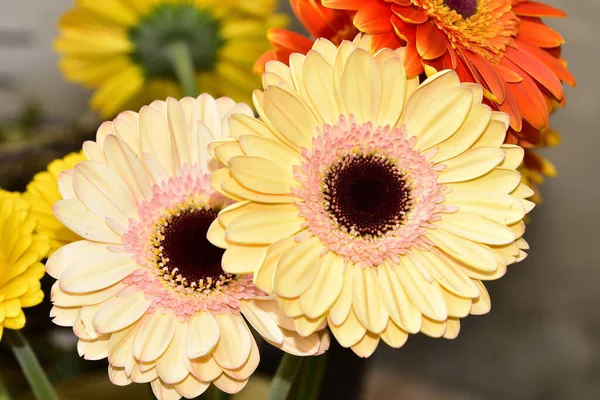 Güzel Gerbera çiçekleri, yakın görüş