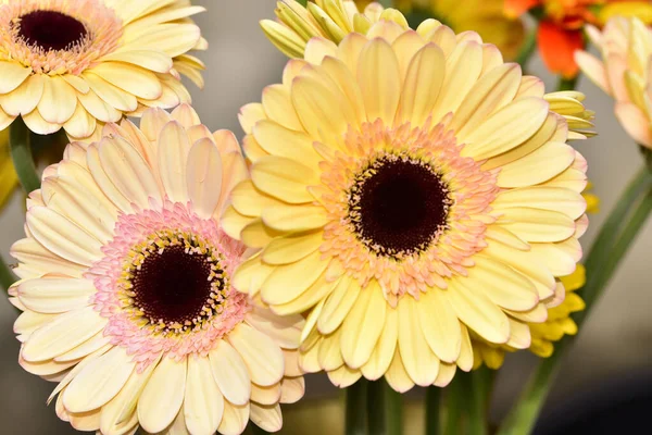 Güzel Gerbera çiçekleri, yakın görüş