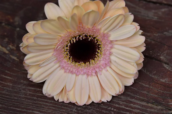 İnanılmaz Gerbera çiçeği, kapat manzarayı