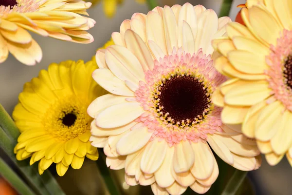 Güzel Gerbera çiçekleri, yakın görüş