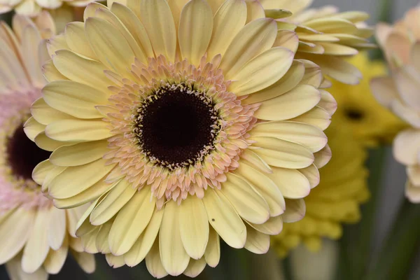 Güzel Gerbera çiçekleri, yakın görüş