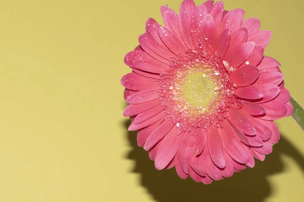 İnanılmaz Gerbera çiçeği, kapat manzarayı