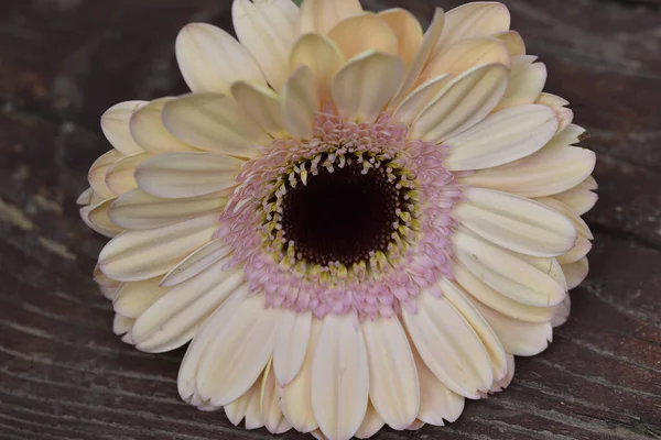 İnanılmaz Gerbera çiçeği, kapat manzarayı