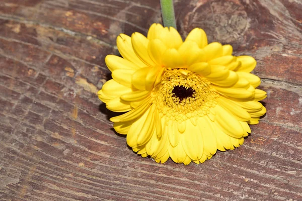İnanılmaz Gerbera çiçeği, kapat manzarayı