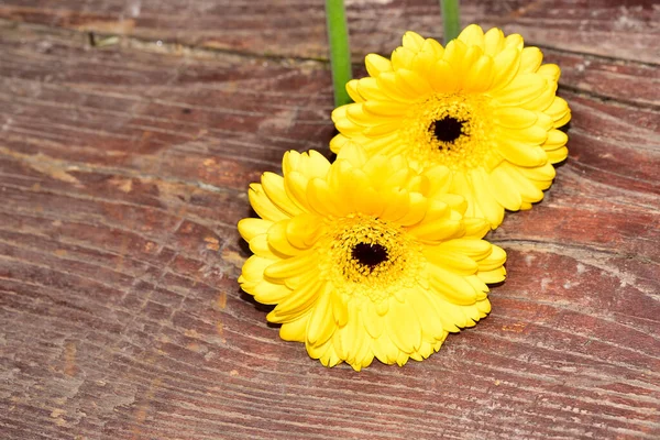 Güzel Gerbera çiçekleri, yakın görüş