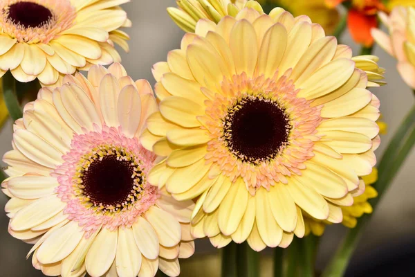 Güzel Gerbera çiçekleri, yakın görüş