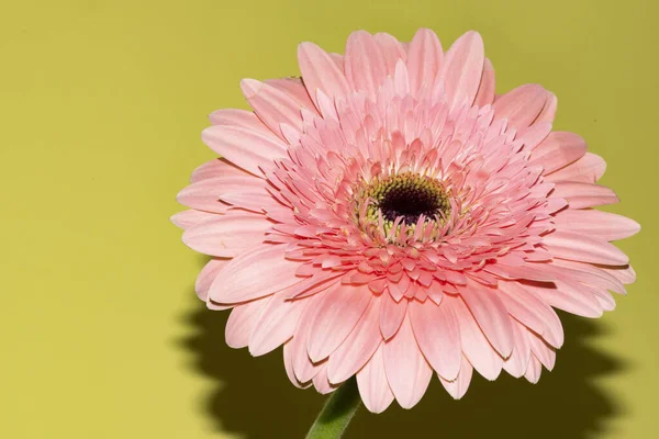 İnanılmaz Gerbera çiçeği, kapat manzarayı
