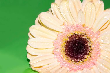 Güzel Gerbera çiçeği, yakın görüş.