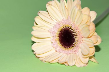 Güzel Gerbera çiçeği, yakın görüş.