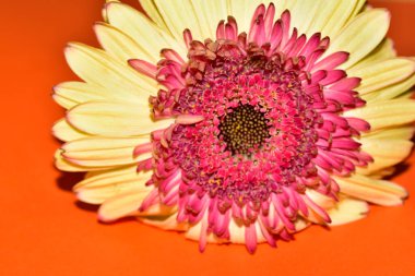 Güzel Gerbera çiçeği, yakın görüş.